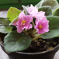 Портрет фотографа (аватар) sangroudi