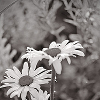 Портрет фотографа (аватар) Светлана Колесникова