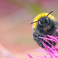 Портрет фотографа (аватар) Мария Ставцева