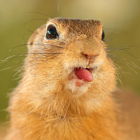 Портрет фотографа (аватар) Balint Vincze