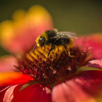 Наиля Гарифуллина - фотограф