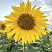 Портрет фотографа (аватар) Anna Tkacheva