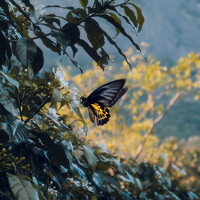 Портрет фотографа (аватар) PV Sabharish (Sabharish P V)