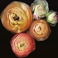 Портрет фотографа (аватар) Постольная Ирэн (Irene Postolnaya)