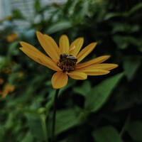 Портрет фотографа (аватар) Виктория Дайлидова (VIKA DAILIDOVA)