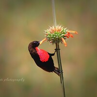 Портрет фотографа (аватар) Erasti Shish (Erastus Mbugua)
