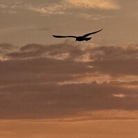 Портрет фотографа (аватар) FCH