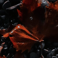 Портрет фотографа (аватар) Лиса (Vasilina Nikitina)