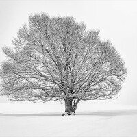 Портрет фотографа (аватар) Tommaso Henry Corona