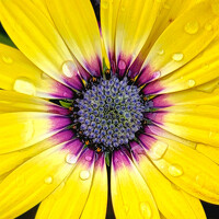 Портрет фотографа (аватар) Jessie Hall