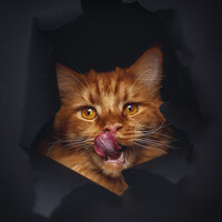 Портрет фотографа (аватар) Юлия Колесова (Yulia Kolesova)