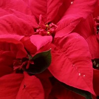 Портрет фотографа (аватар) Алина