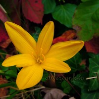 Портрет фотографа (аватар) Ali Tezcan