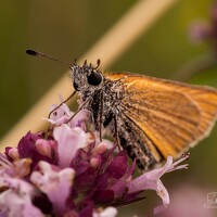 Портрет фотографа (аватар) Clarise Joy Evangelista