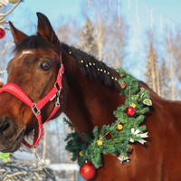 Портрет фотографа (аватар) Мария Анатольевна Кузовлева (Maria Kuzovleva)