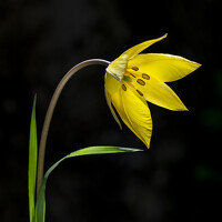 Портрет фотографа (аватар) Murat Doğan