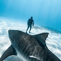 Портрет фотографа (аватар) Felipe Vasquinho (Felipe Zanatta Rodrigues Vasquin)