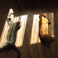 Портрет фотографа (аватар) Шереметьева Александра (Alexandra Sheremetyeva)