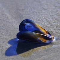 Портрет фотографа (аватар) Yana Rybakov