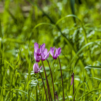 Портрет фотографа (аватар) Sabina Braginski (Braginski Sabina)
