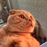 Портрет фотографа (аватар) skidish (Egor Andreev)