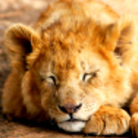 Портрет фотографа (аватар) Игорь (Dubrov)