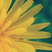 Портрет фотографа (аватар) Екатерина (Katya Homutsianskays)