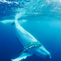 Портрет фотографа (аватар) KOBAYASHI KIMIO (Kimio Kobayashi)