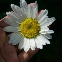 Портрет фотографа (аватар) Diduli Tharukee