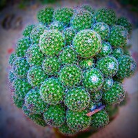 Портрет фотографа (аватар) Goutam Mal (गौतम माल)