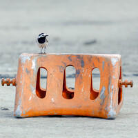 Портрет фотографа (аватар) Павел Шапочкин (Pavel Shapochkin)