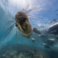 Портрет фотографа (аватар) Juan Camilo Mora Parra