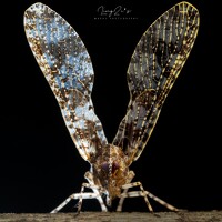 Фотография TAN LING ZI Портрет фотографа (аватар) TAN LING ZI