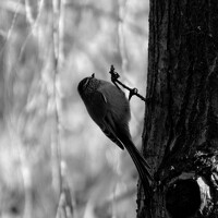 Портрет фотографа (аватар) baltazar