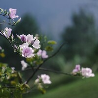 Портрет фотографа (аватар) Trung Black