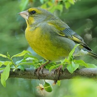 Портрет фотографа (аватар) Аndrei Velichko