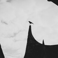 Портрет фотографа (аватар) SUZUKI Kazumichi (SUZUKI KAZUMICHI)