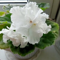 Портрет фотографа (аватар) Ольга Сергеева (Olenka Sergeeva)