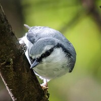 Портрет фотографа (аватар) Максим Романов (Max Romanov)