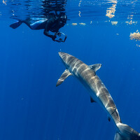 Портрет фотографа (аватар) Helena Lemos (Helena Primo Theodoro Lemos)