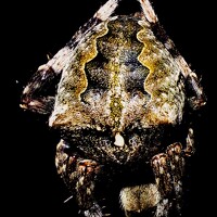 Портрет фотографа (аватар) Андрей Болотов (Andrey Bolotov)