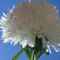 Портрет фотографа (аватар) Вера