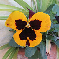 Портрет фотографа (аватар) Erasmo (Enry)