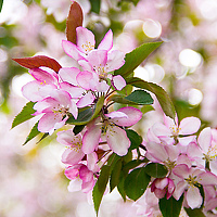 Портрет фотографа (аватар) Вера Лазарева (Vera Lazareva)