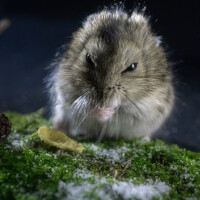 Портрет фотографа (аватар) Филипп Харченко (Харченко)