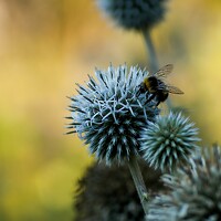 Портрет фотографа (аватар) Ярослава Лебедева (Yaroslava Lebedeva)