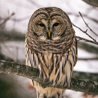 Портрет фотографа (аватар) Breanna J Marshall