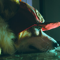 Портрет фотографа (аватар) ZhanKing