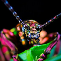 Портрет фотографа (аватар) Fredi Wijaya