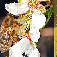 Портрет фотографа (аватар) Ангелина Воронцова (Angelina Vorontsova)